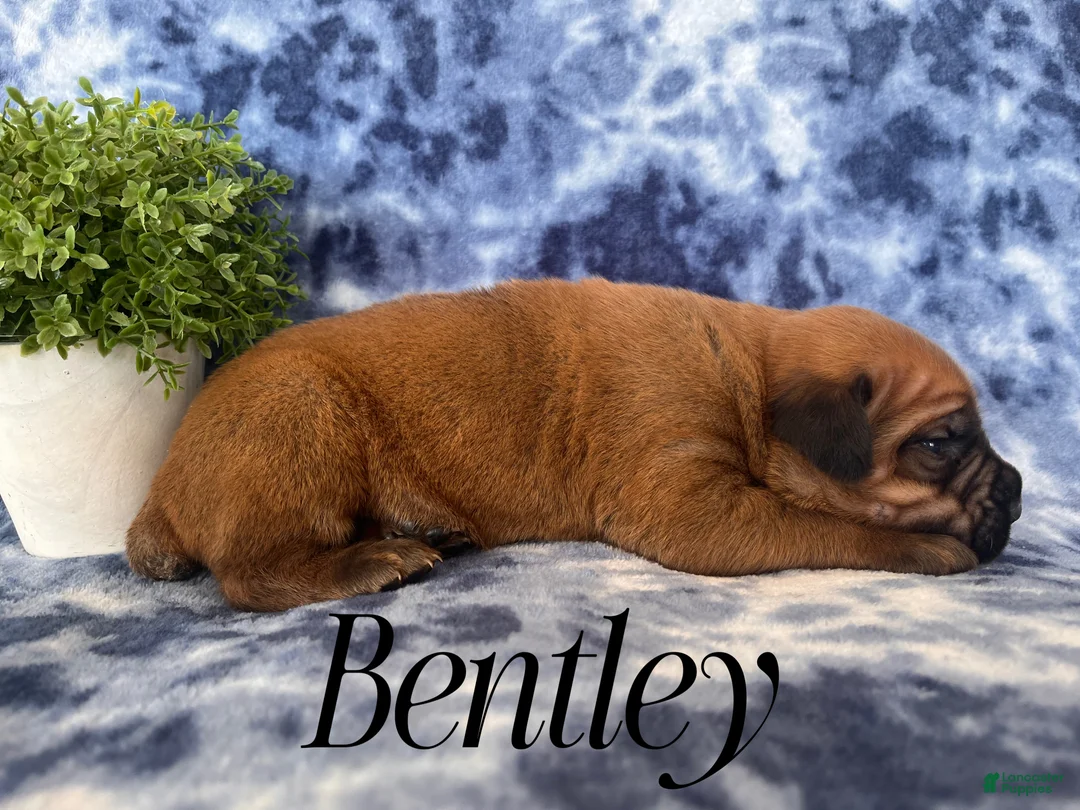 Cane Corso dogs for sale: Nikki - Ad 21