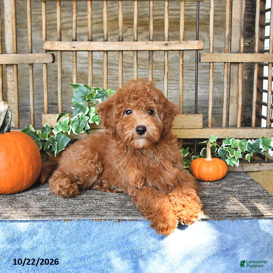 Mini Goldendoodle dogs for sale: Bennet - Ad 1