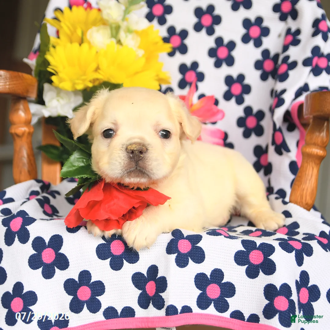 French Bulldog dogs for sale: Eddie - Ad 3