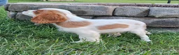 Cavalier King Charles Spaniel dogs for sale: MilkyWay - Ad 11