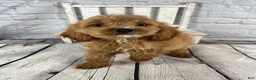 Cockapoo dogs for sale: Moose - Ad 9