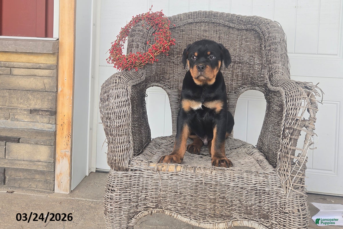 Rottweiler dogs Kevin - Ad 2