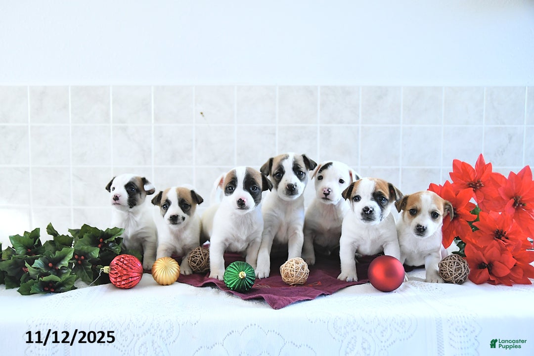 Jack Russell Terrier dogs for sale: Rocky - Ad 8