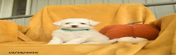 Bichon Frise dogs for sale: Halia  - Ad 4