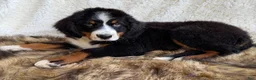 Bernedoodle dogs for sale: Whiskey ❤️ - Ad 9