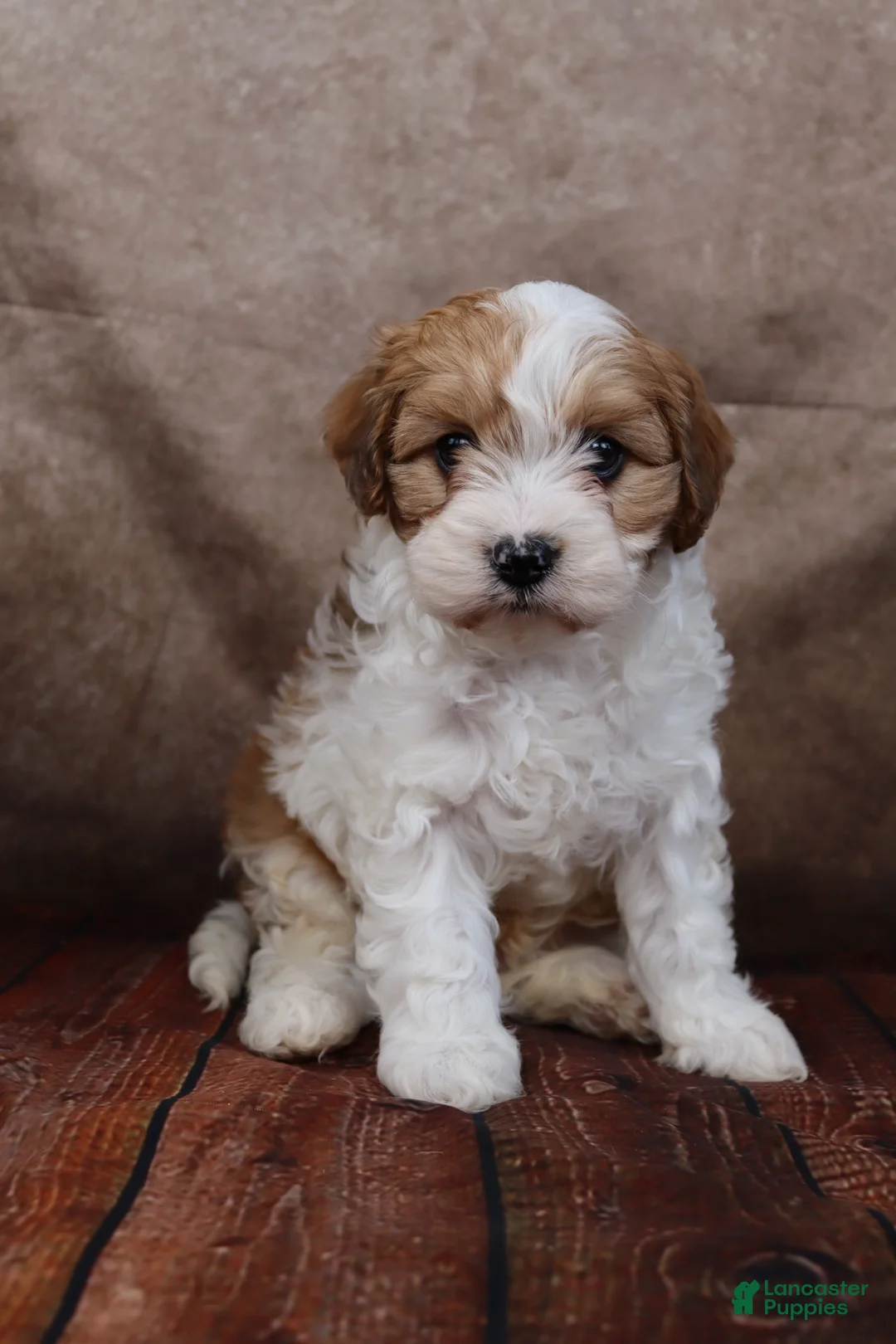 Cavapoo dogs for sale: Jackson - Ad 2