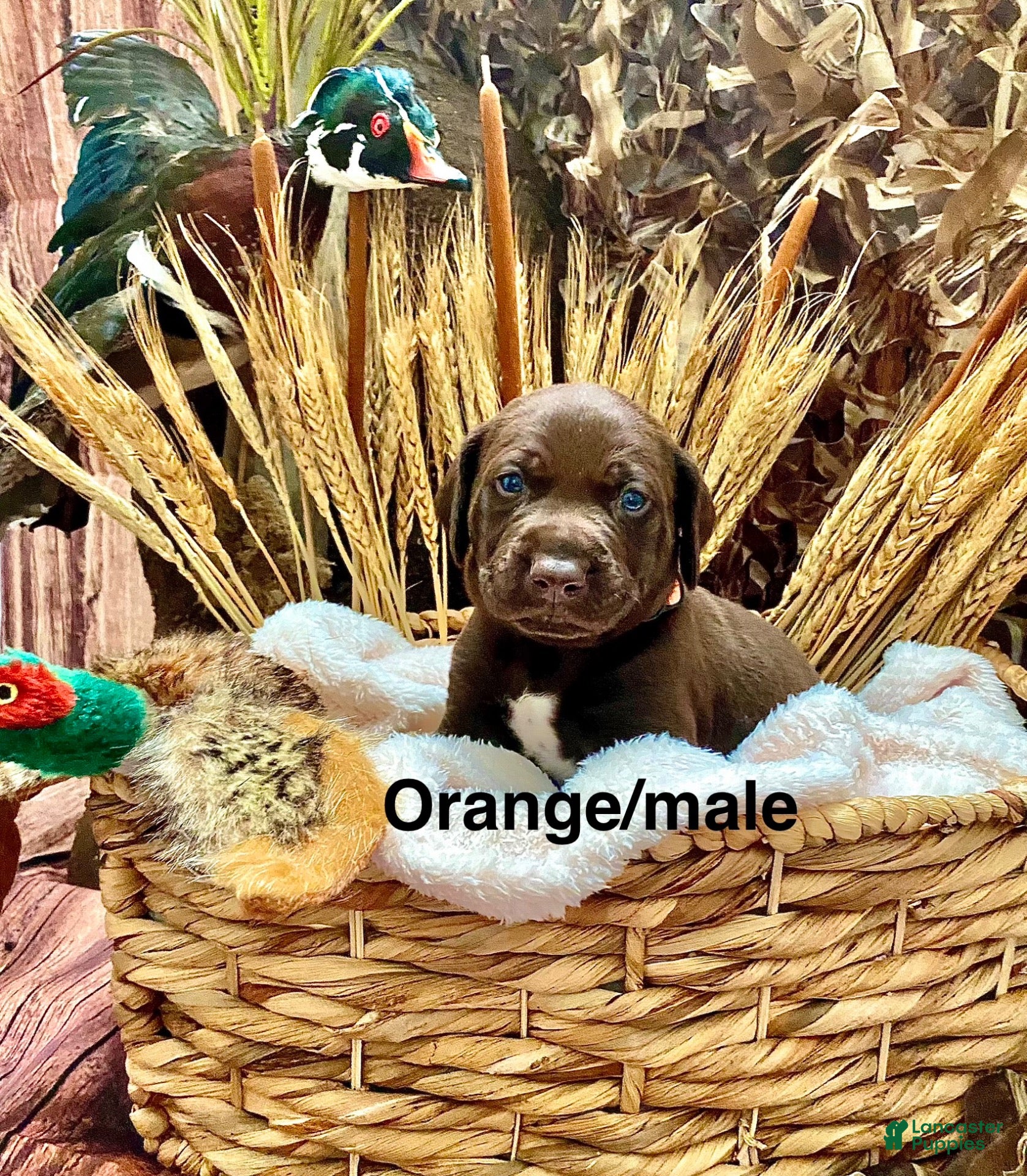 Mixed Breed dogs for sale: Mixed Breed 3 - Ad 1