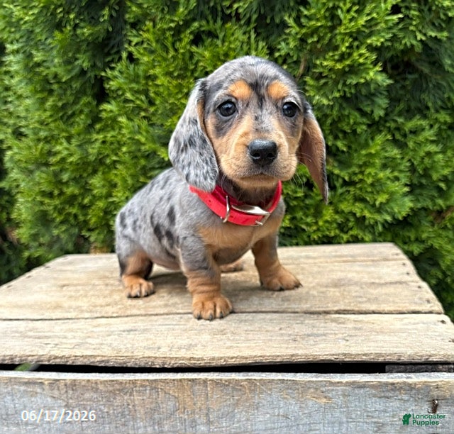 Dachshund dogs Sophie - Ad 1