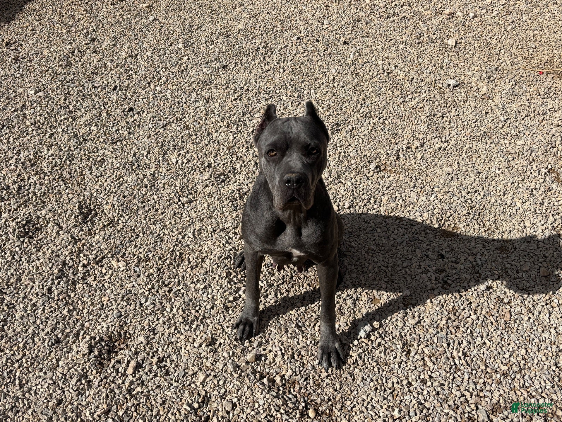 Cane Corso dogs for sale: Cane Corso 4 - Ad 2