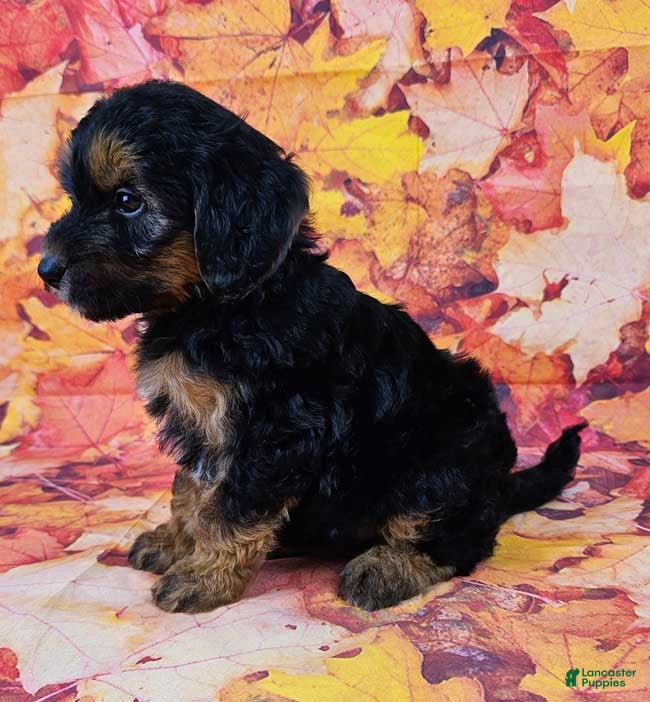 Mini Sheepadoodle Puppies for sale Lancaster Puppies