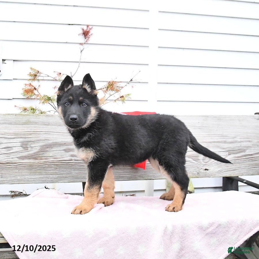 German Shepherd dogs Zesty - Ad 35