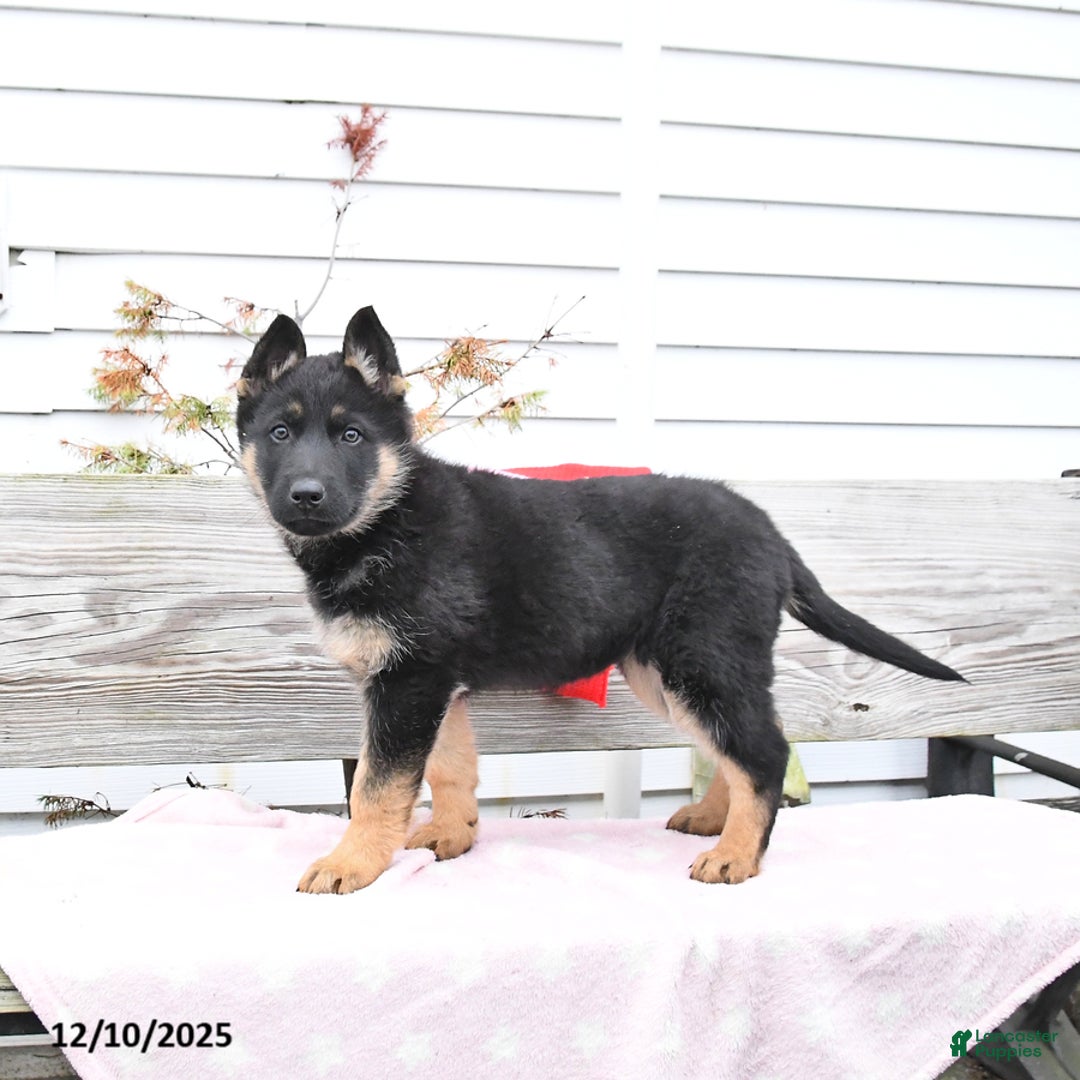 German Shepherd dogs for sale: Zesty - Ad 1