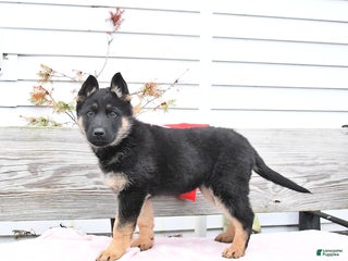 German Shepherd dogs Zesty - Ad 8