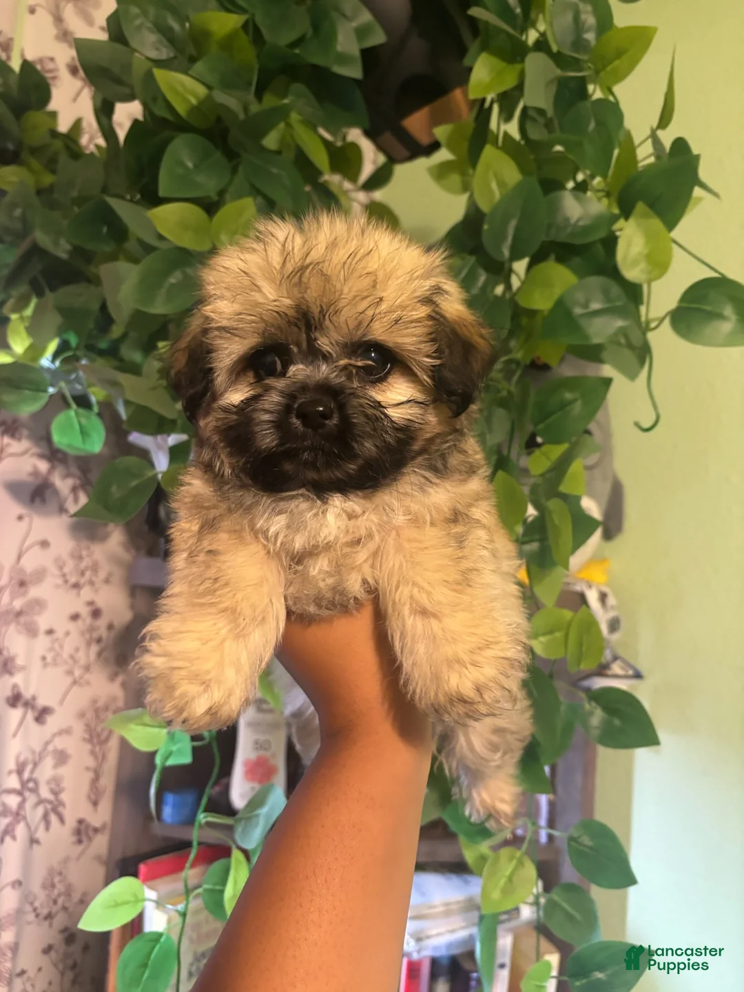 Yorkiepoo dogs for sale: Kennedy - Ad 2