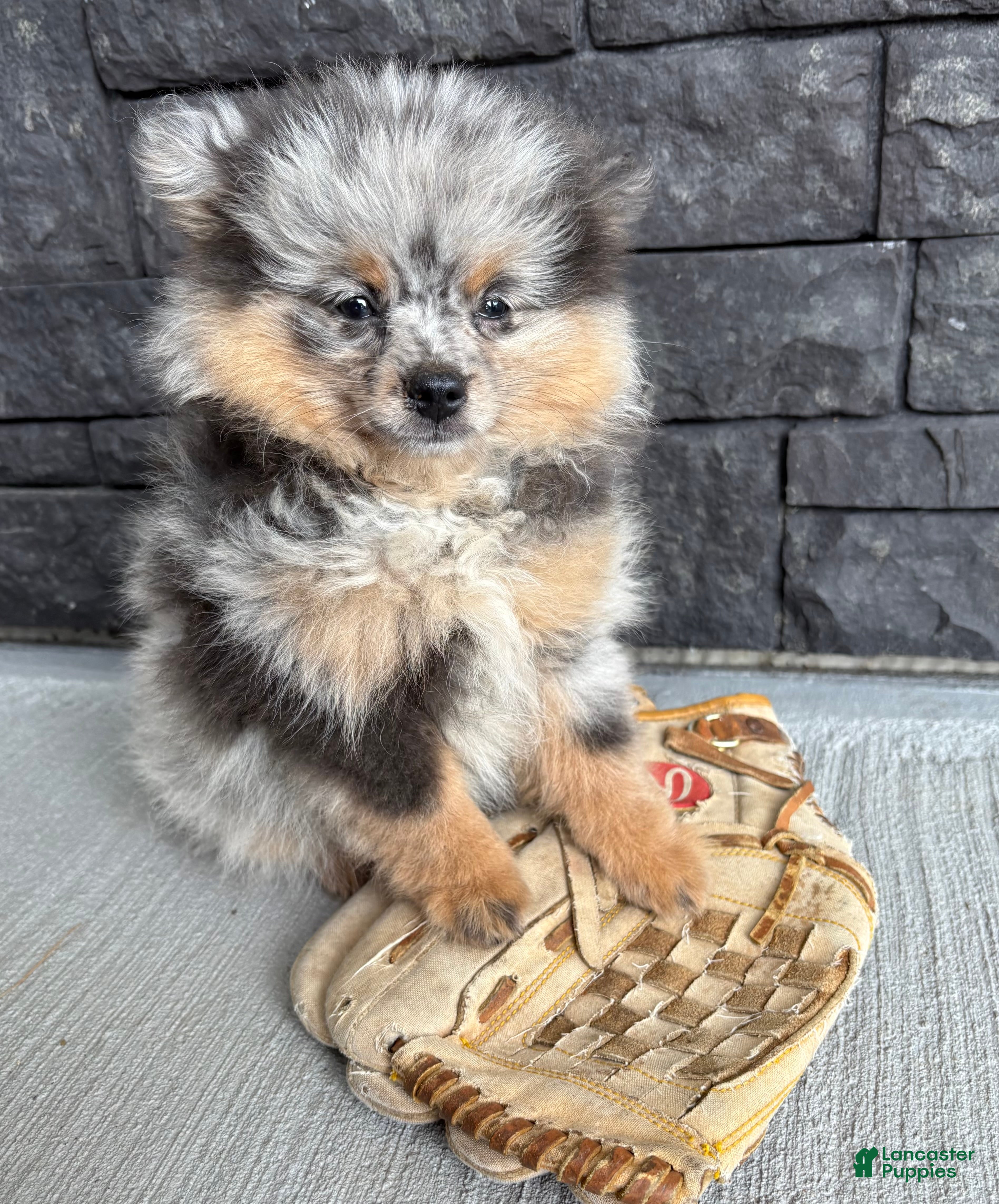 Pomeranian dogs Teddy - Ad 2