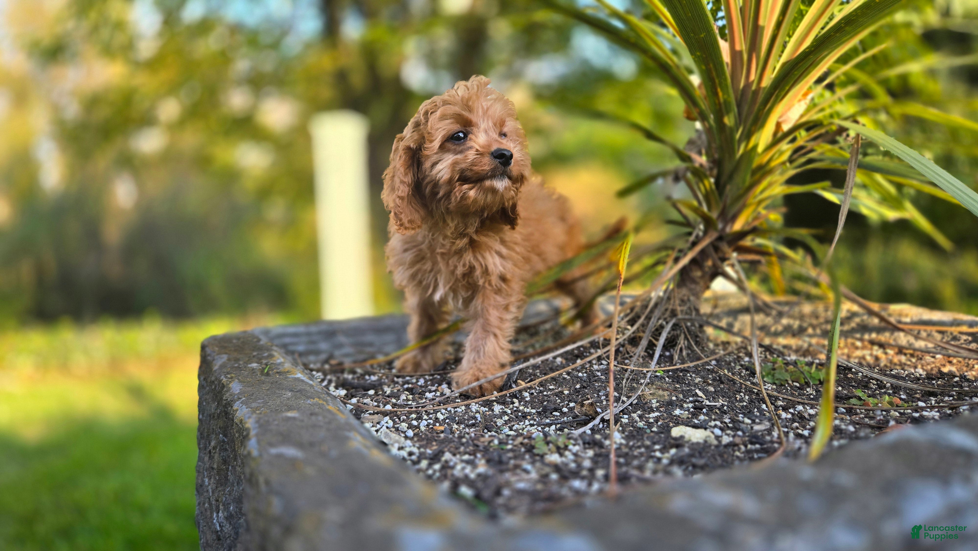 Cavapoo dogs for sale: Johan - Ad 2