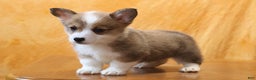 Welsh Corgi Pembroke dogs for sale: Mannie - Ad 5