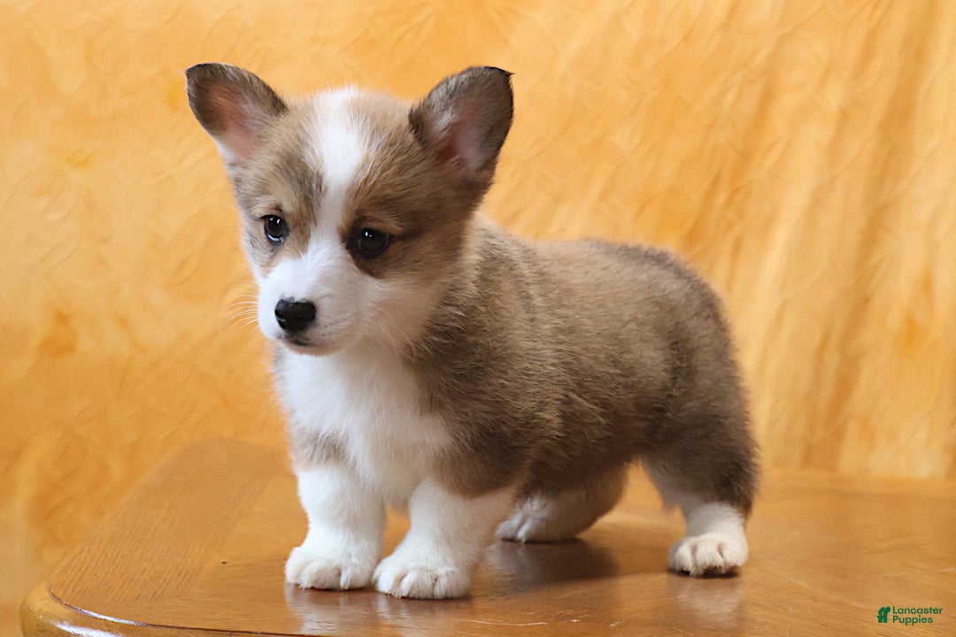 Welsh Corgi Pembroke dogs for sale: Mannie - Ad 5