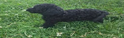 Cavapoo dogs for sale: Winston - Ad 5
