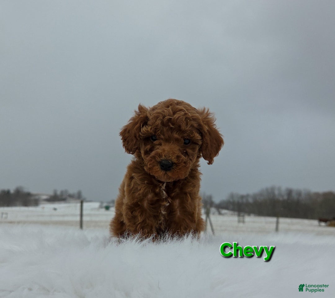 Miniature Poodle dogs for sale: Chevy - Ad 5