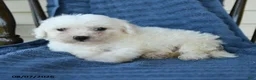 Bichon Frise dogs for sale: Ricky  - Ad 3
