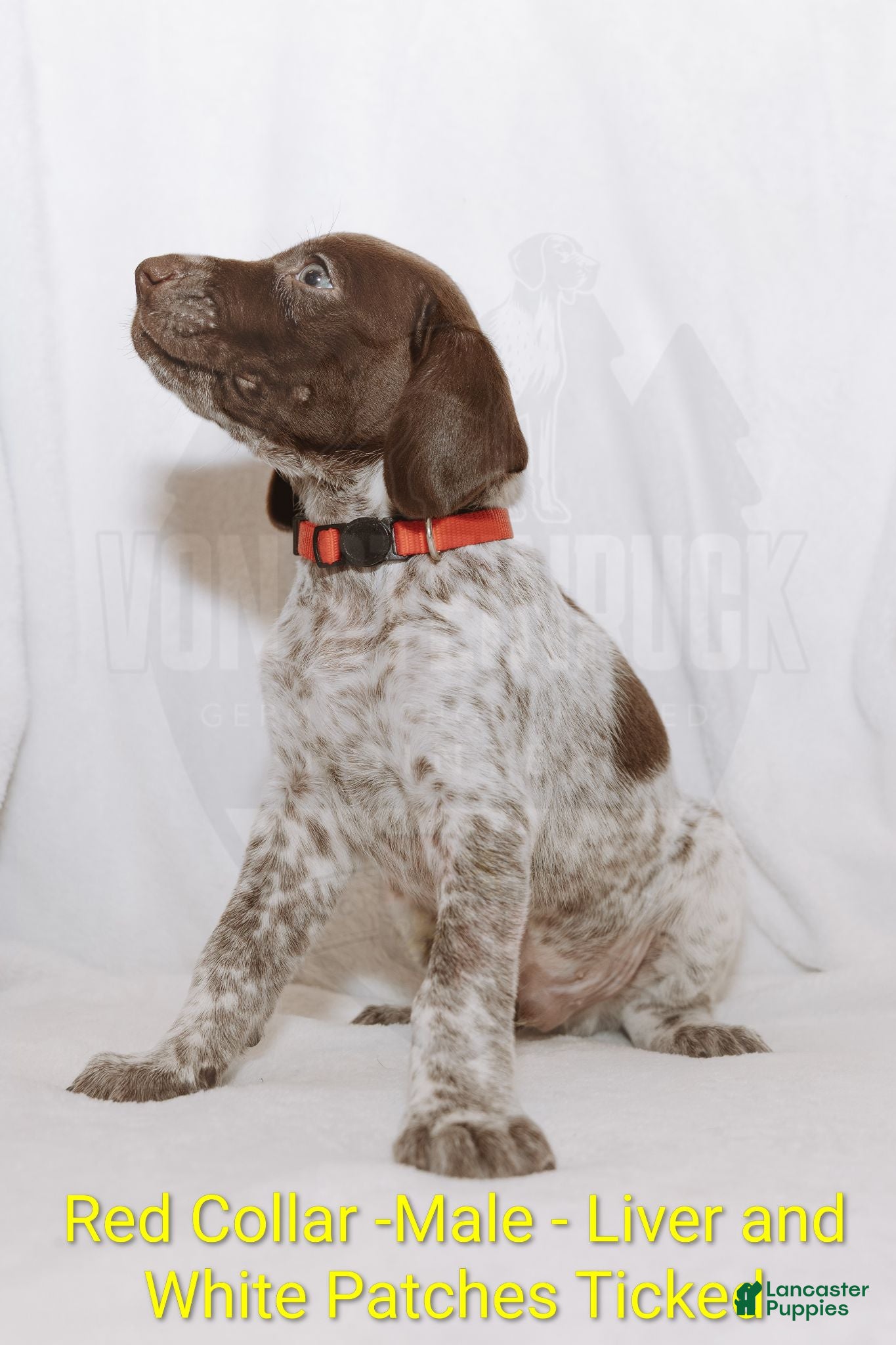 German Shorthaired Pointer dogs Red Collar aka Professor Proton - Ad 1