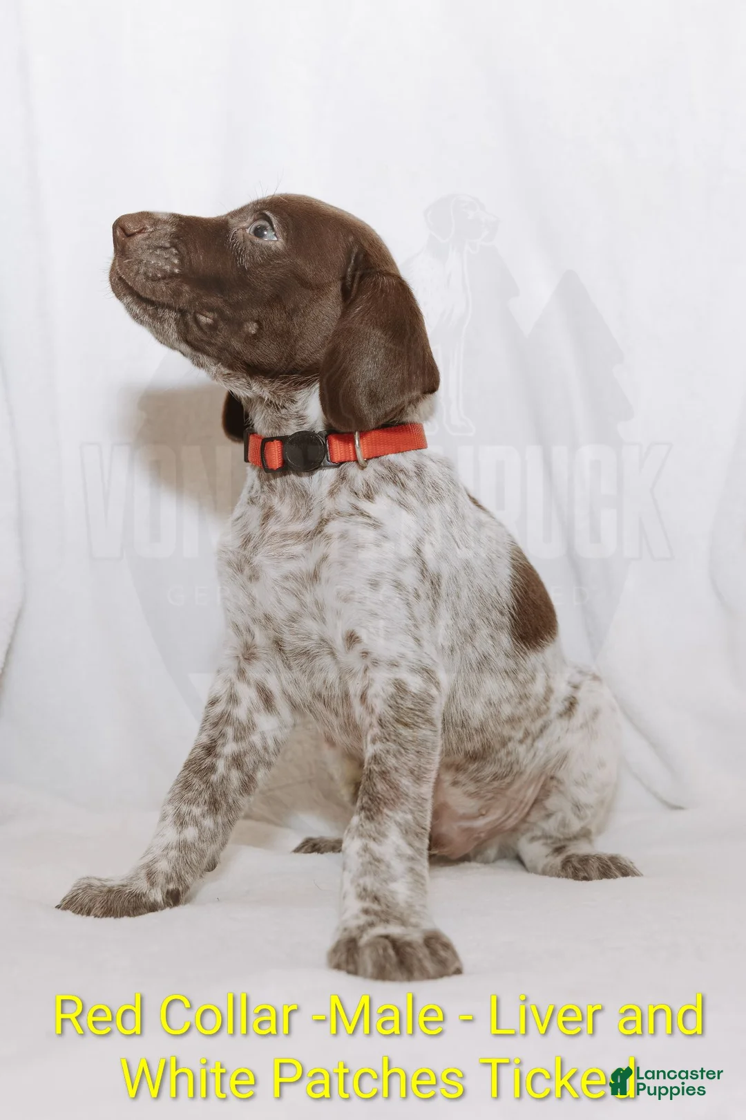 German Shorthaired Pointer dogs for sale: Red Collar aka Professor Proton - Ad 1