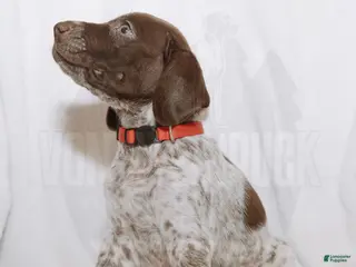 German Shorthaired Pointer dogs for sale: Red Collar aka Professor Proton - Ad 4