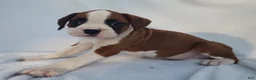 Boxer dogs for sale: Bruno - Ad 2