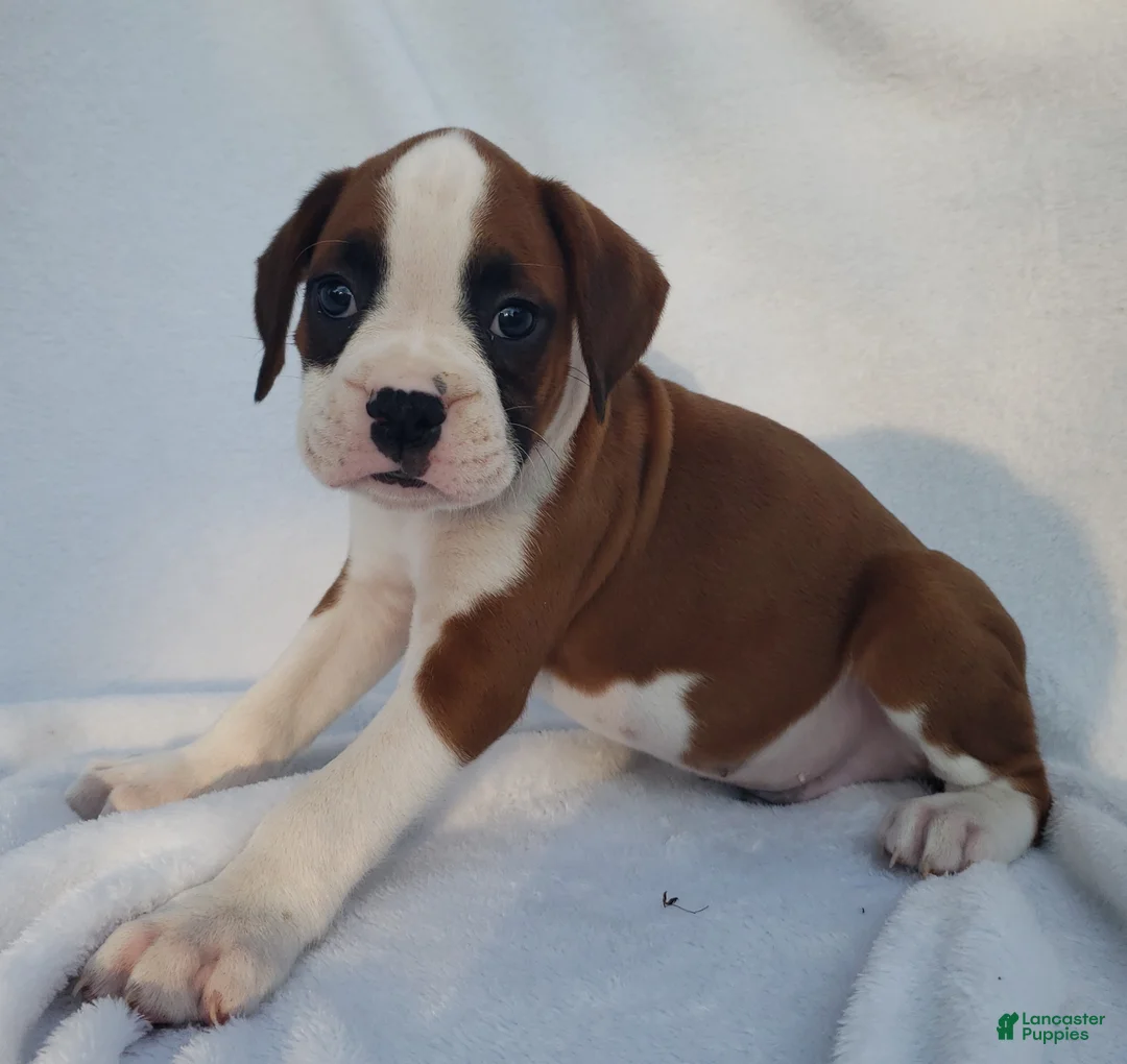 Boxer dogs for sale: Bruno - Ad 2