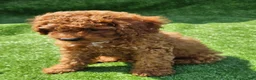 Cavapoo dogs for sale: Indigo - Ad 3