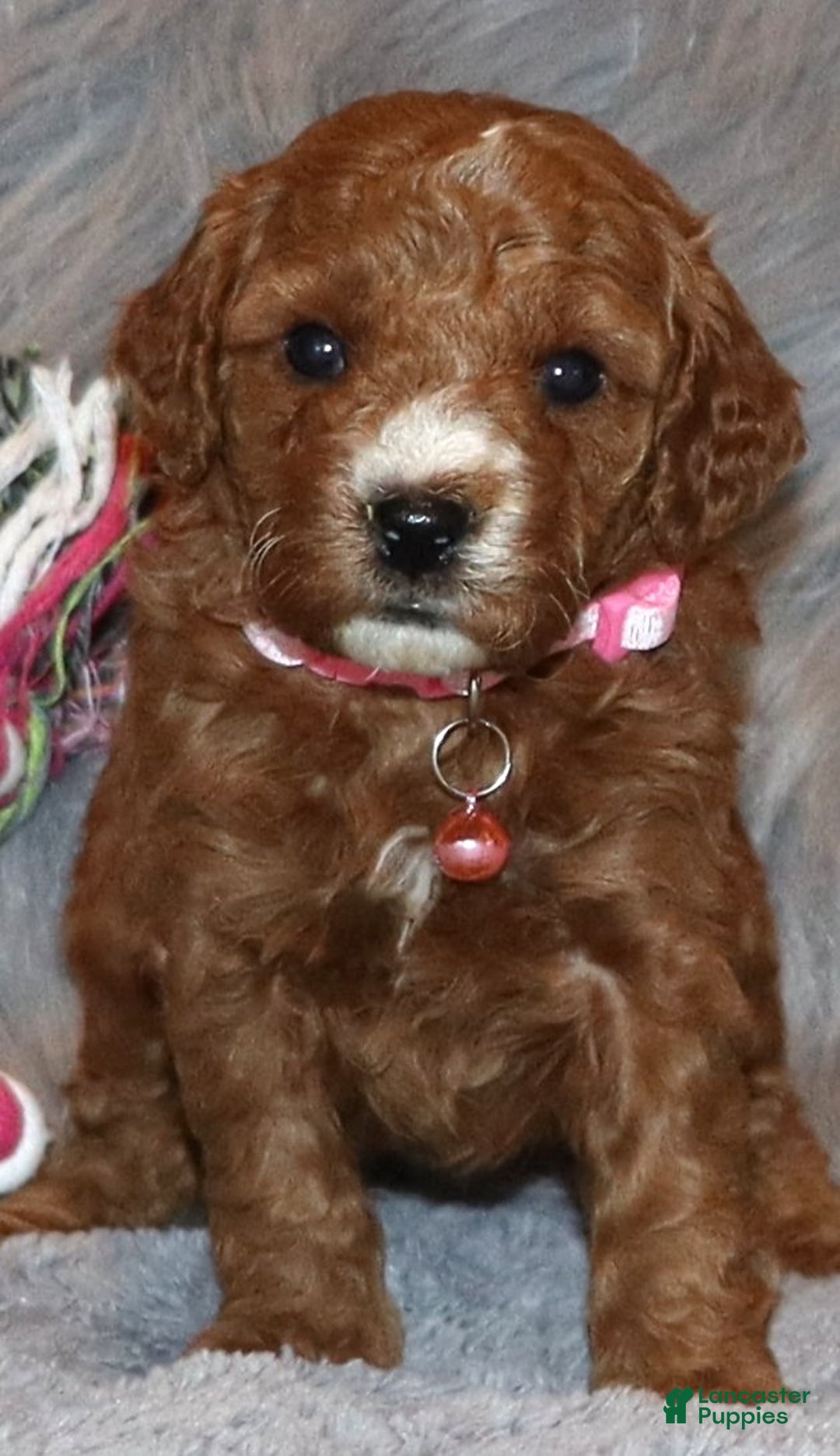 Mini Goldendoodle dogs for sale: Willow 🌷👨‍👨‍👧‍👦💞🐕 - Ad 2