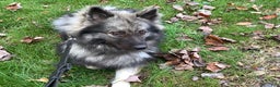 Keeshond dogs for sale: Keeshond Puppy 1 - Ad 1
