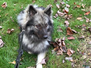 Keeshond dogs Keeshond Puppy 1 - Ad 10