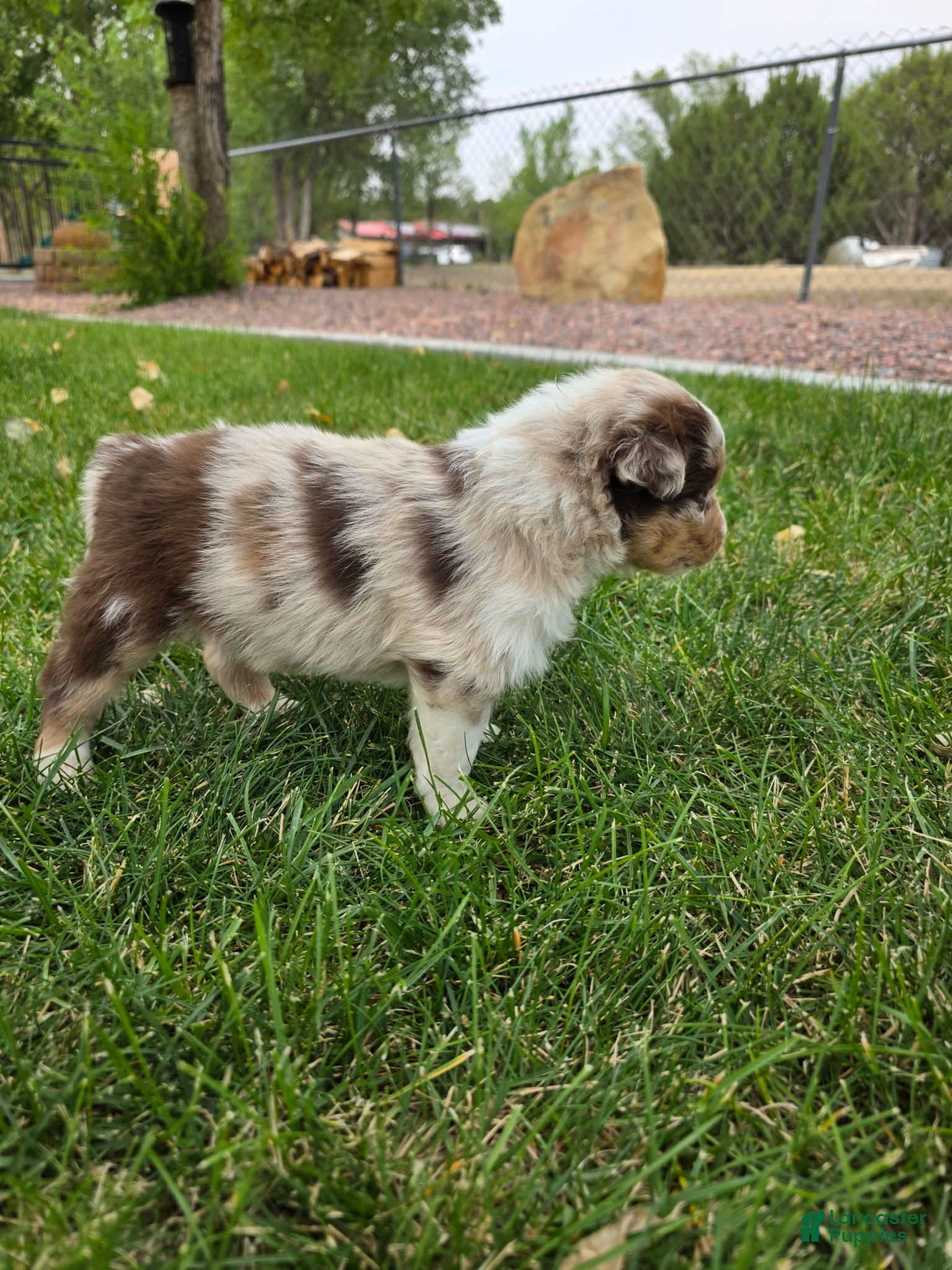 Australian Shepherd dogs Denali Red Merle - Ad 2