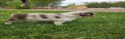 Australian Shepherd dogs for sale: Denali Red Merle - Ad 2