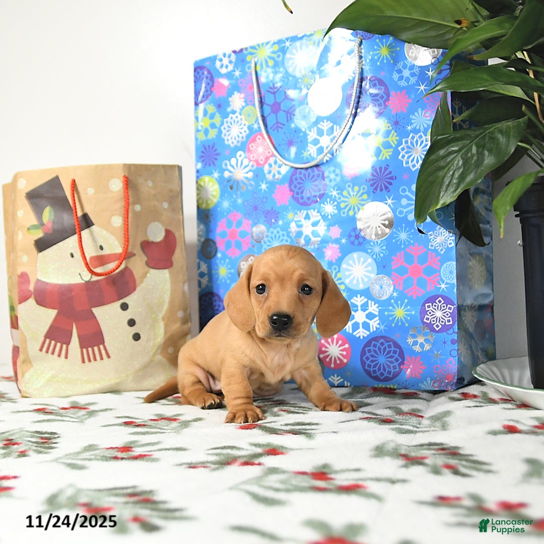 Miniature Dachshund dogs for sale: Travis - Ad 1