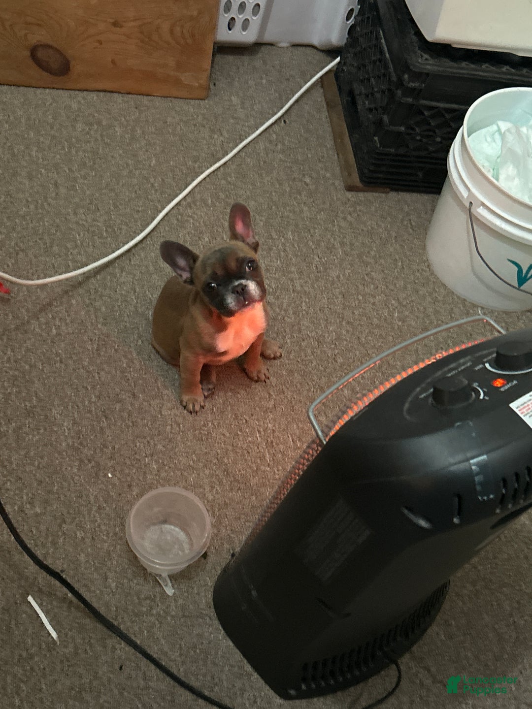 French Bulldog dogs for sale: French Bulldog Puppy 1 - Ad 8