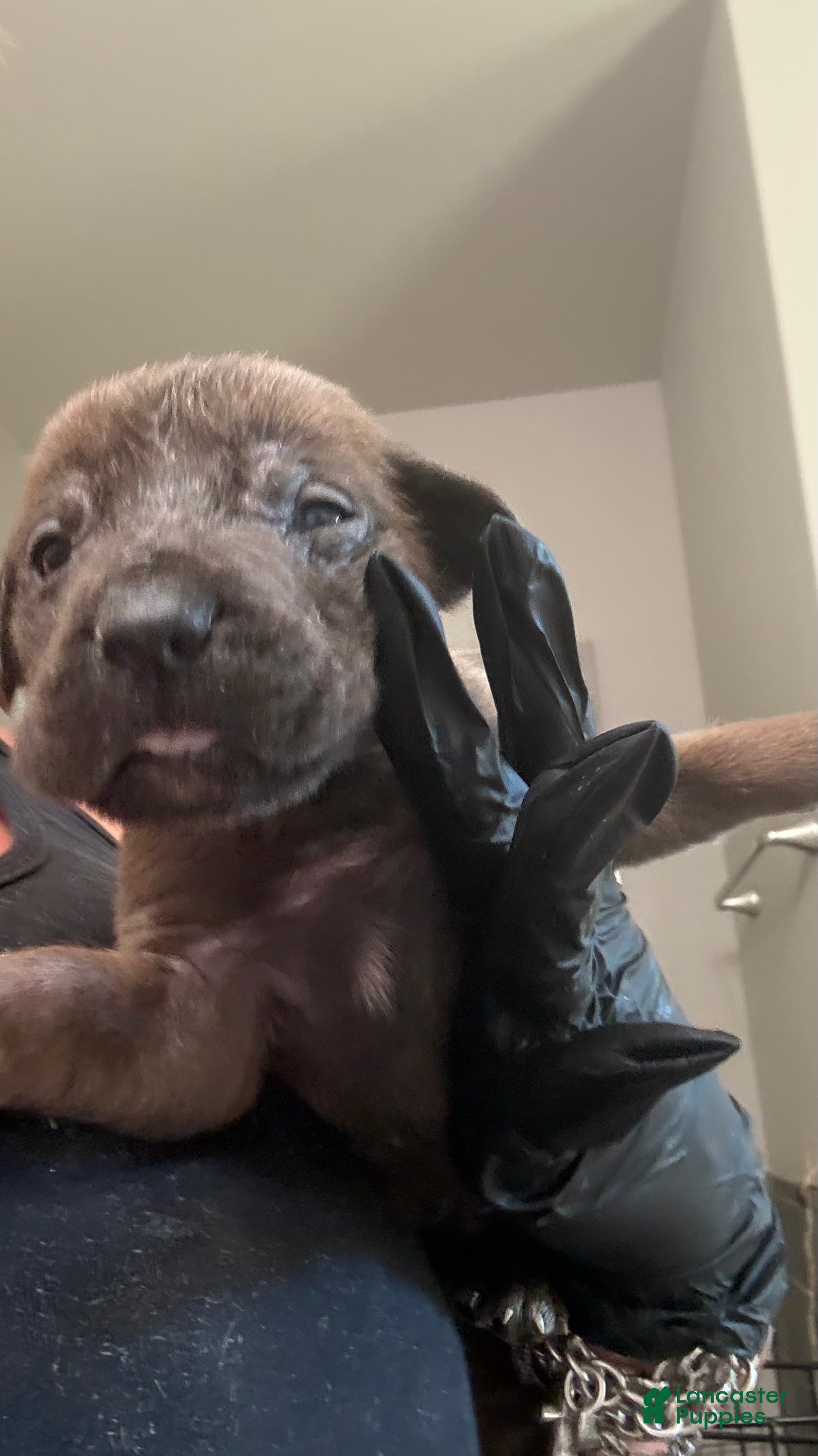 Cane Corso dogs Cane Corso 8- Will  - Ad 7