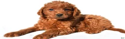 Mini Goldendoodle dogs for sale: Tucker - Ad 2