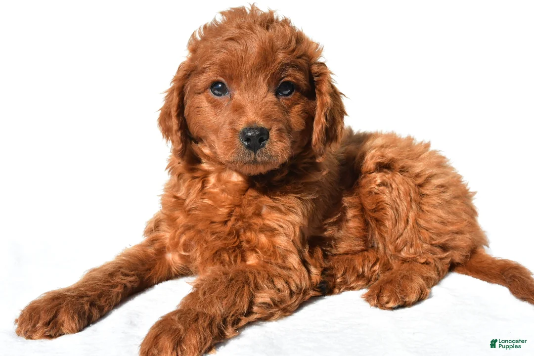 Mini Goldendoodle dogs for sale: Tucker - Ad 2