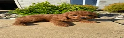 Cavapoo dogs for sale: Hazel - Ad 5