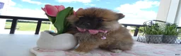 Pomeranian dogs for sale: Pomeranian 2 Sheila - Ad 3