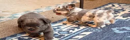 French Bulldog dogs for sale: French Bulldog 2 - Ad 9
