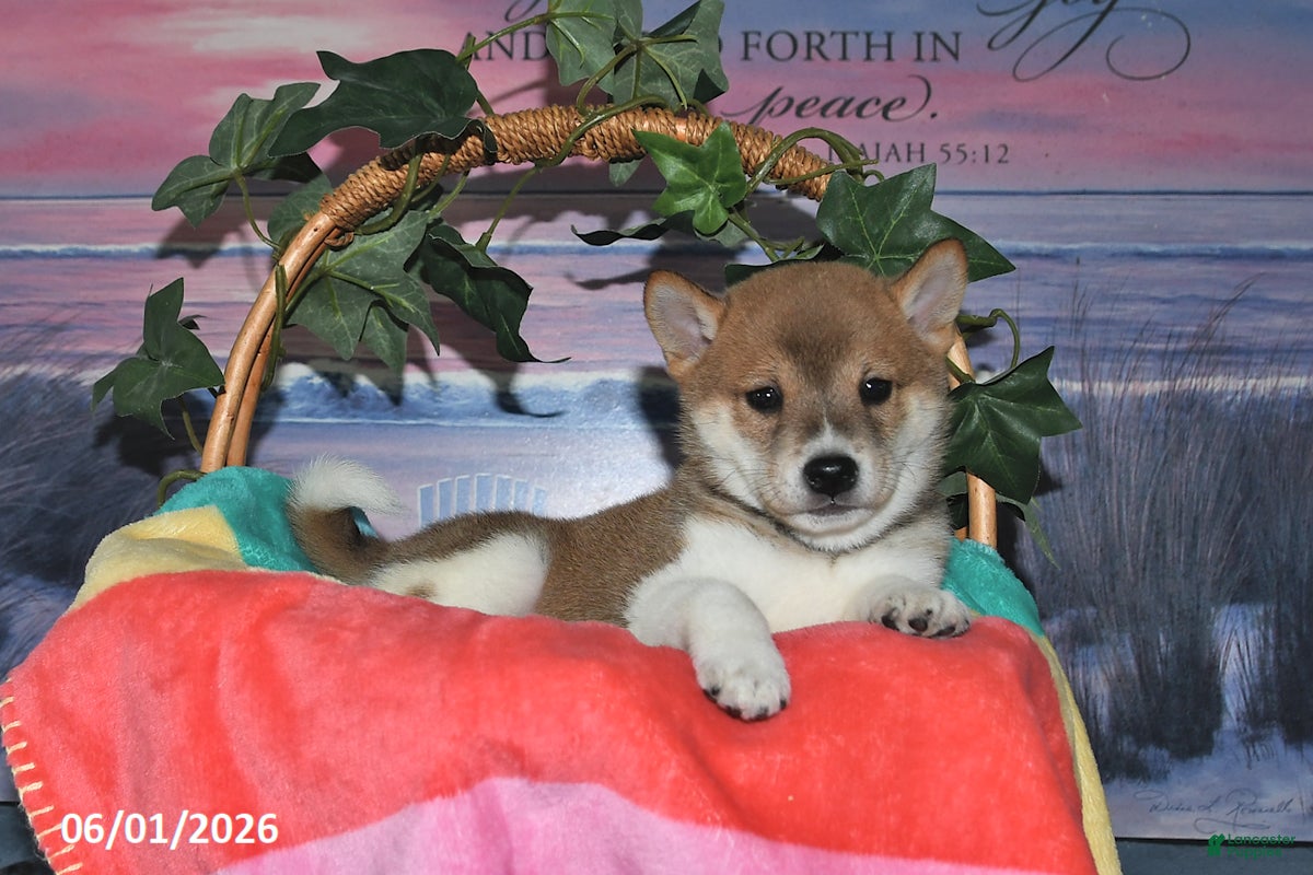 Shiba Inu dogs Lela - Ad 2