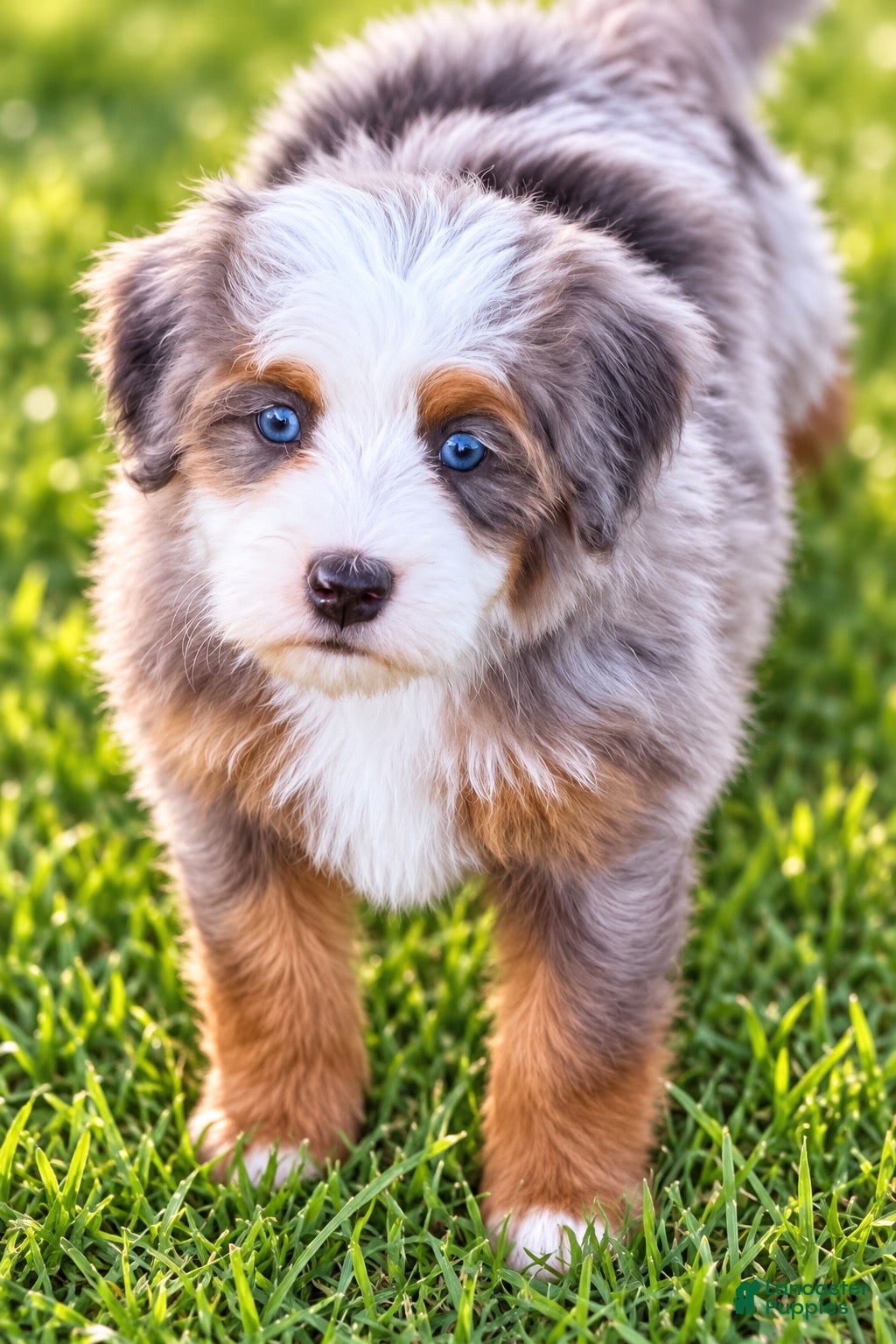 Mini Bernedoodle dogs Girl - Ad 2