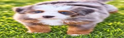 Mini Bernedoodle dogs for sale: Girl - Ad 2