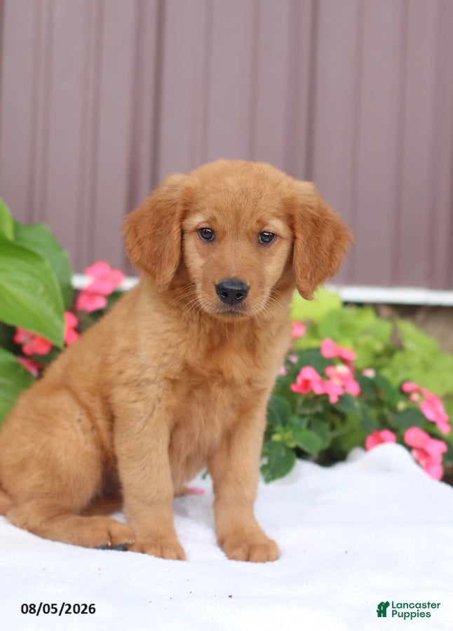 Golden Retriever dogs Tina - Ad 2