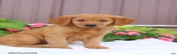 Golden Retriever dogs for sale: Tina - Ad 2