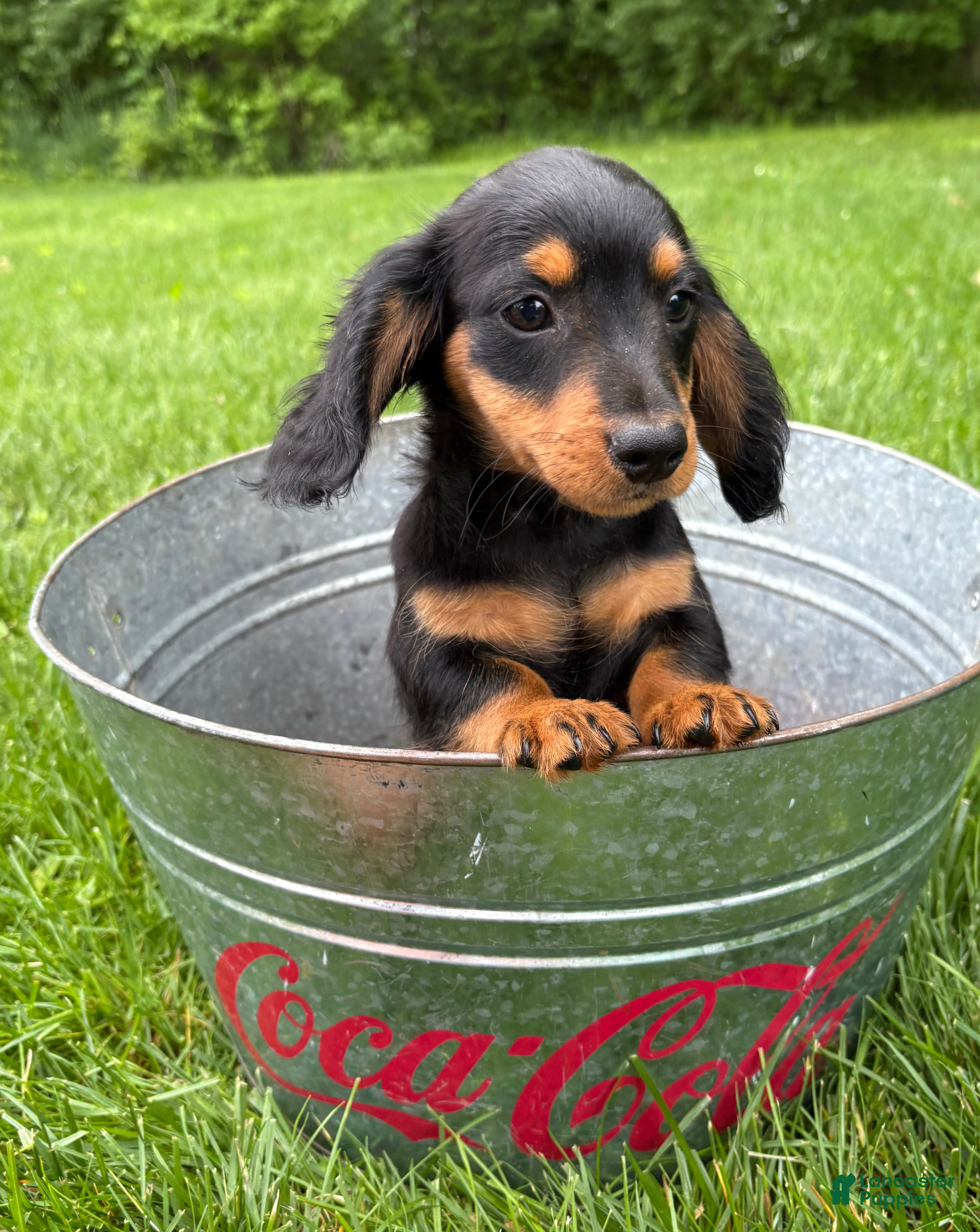 Miniature Dachshund dogs Harrison - Ad 2
